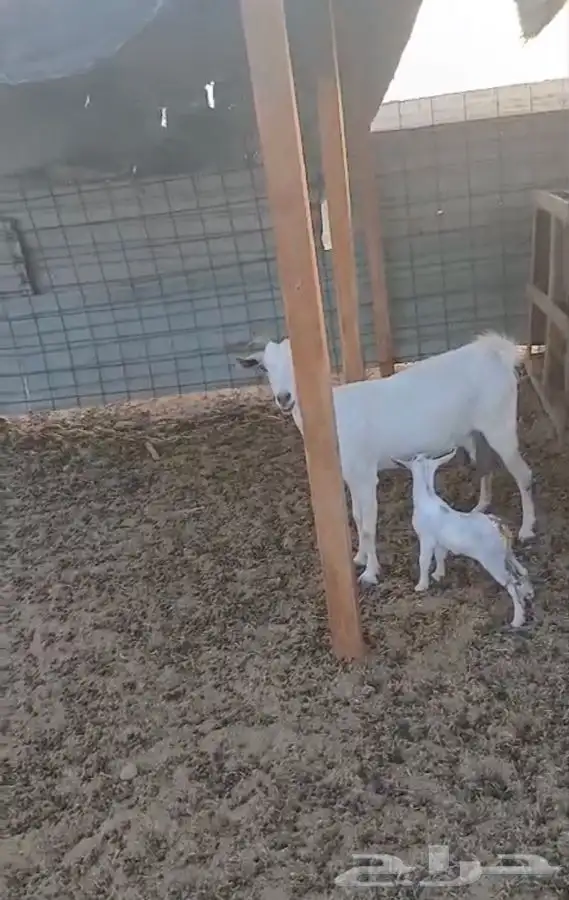 عنز بيشيه والديتبعهاتيس 8