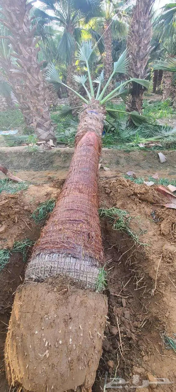 نخل وشنطني واشنطونيا امريكي 6