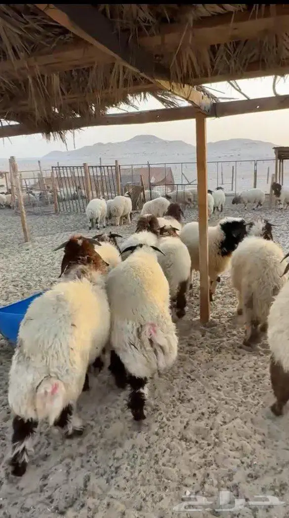دبايح ناهية تجملك 4