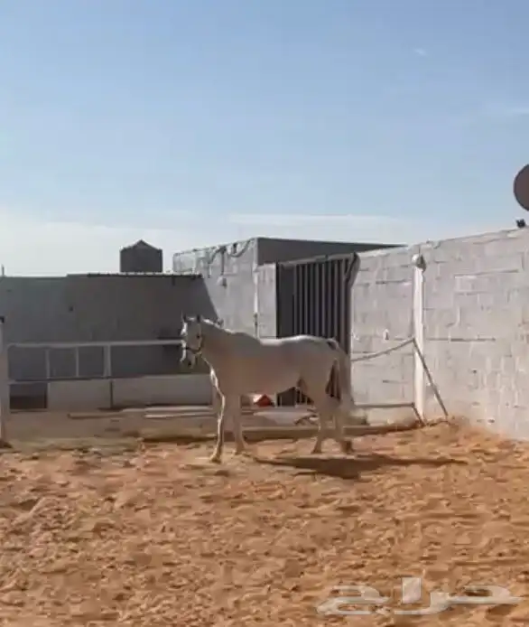 حصان للبيع 3
