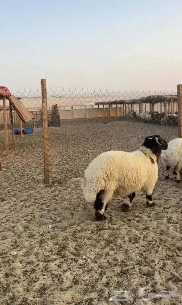 دبايح ناهية تجملك 1