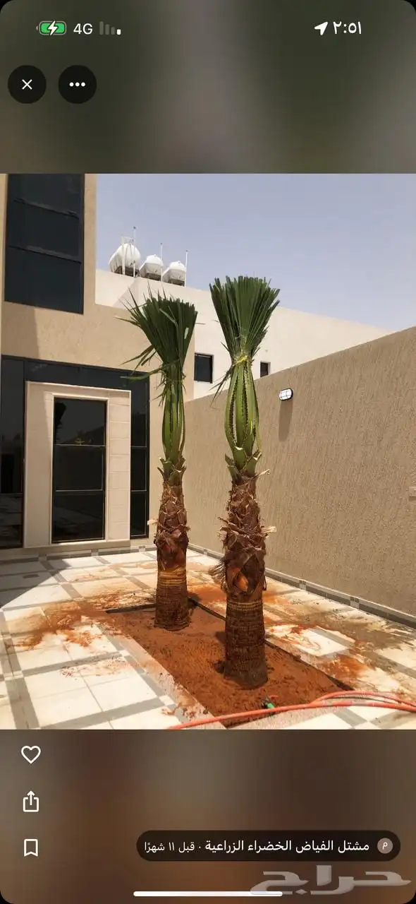 نخل البيع جميع انواع النخيل المثمر توصيل 8