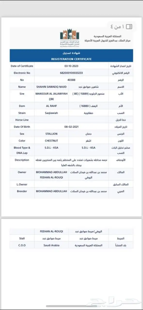 حصان واهو 4