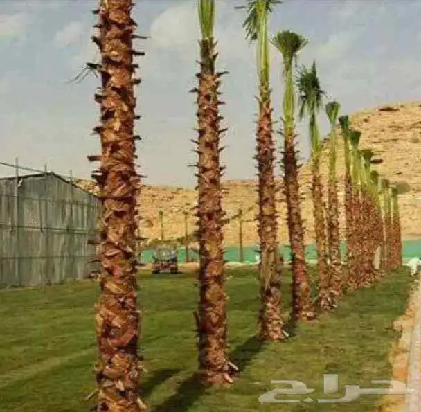 نخل امريكي زينه واشنطني 2