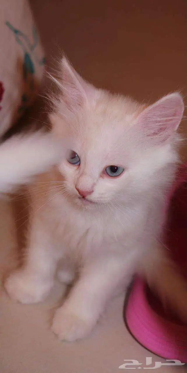 kitten 4sell كيتن للبيع ابيض و عيون زرقاء 22