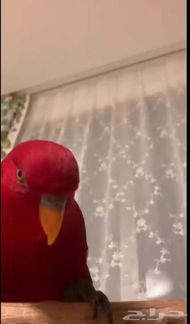 ببغاء رد لوري 0