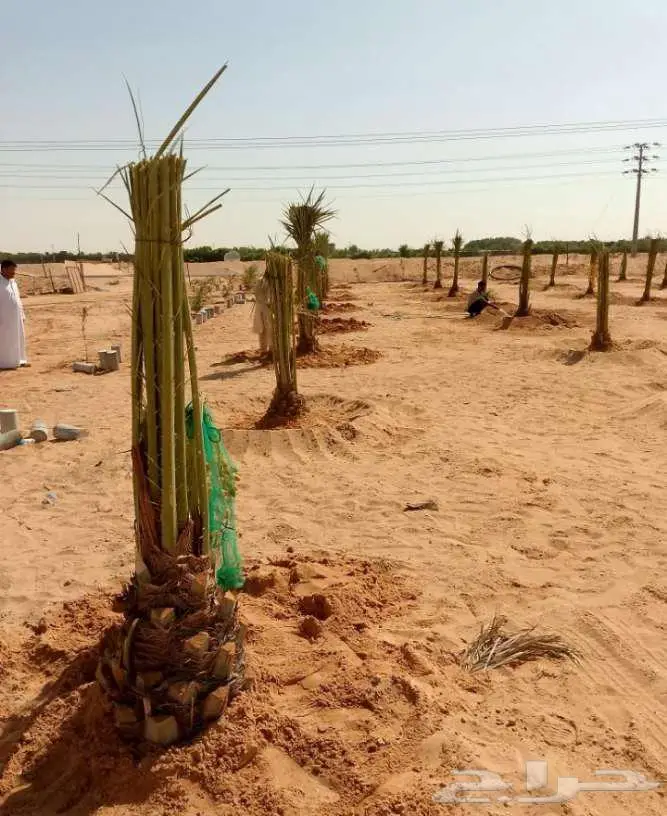 نخل للبيع الخرج الرياض القصيم جده نخيل شقراء فروخ نقايل 4