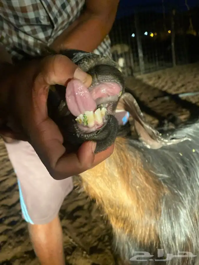 عنز والد ثنيه اول ولده 2