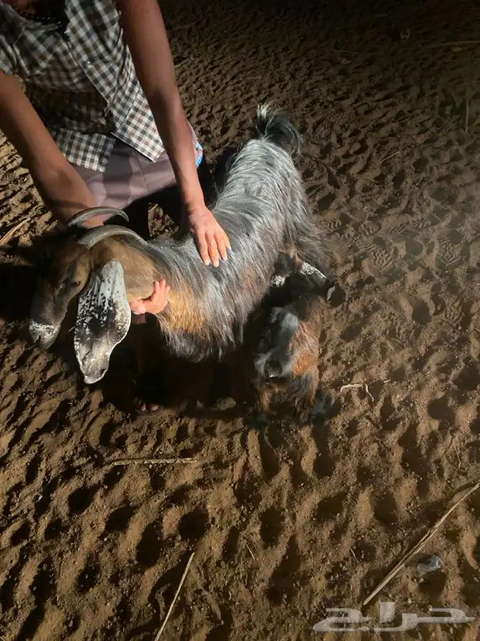 عنز والد ثنيه اول ولده 0