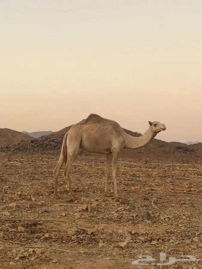 بكره للبيع ثنيه 1