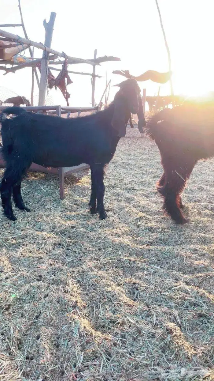 تيوس وحفار للبيع 1