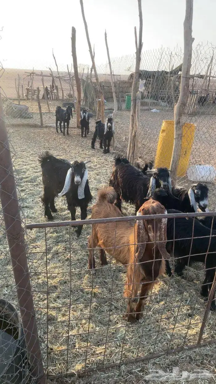 تيوس وحفار للبيع 0