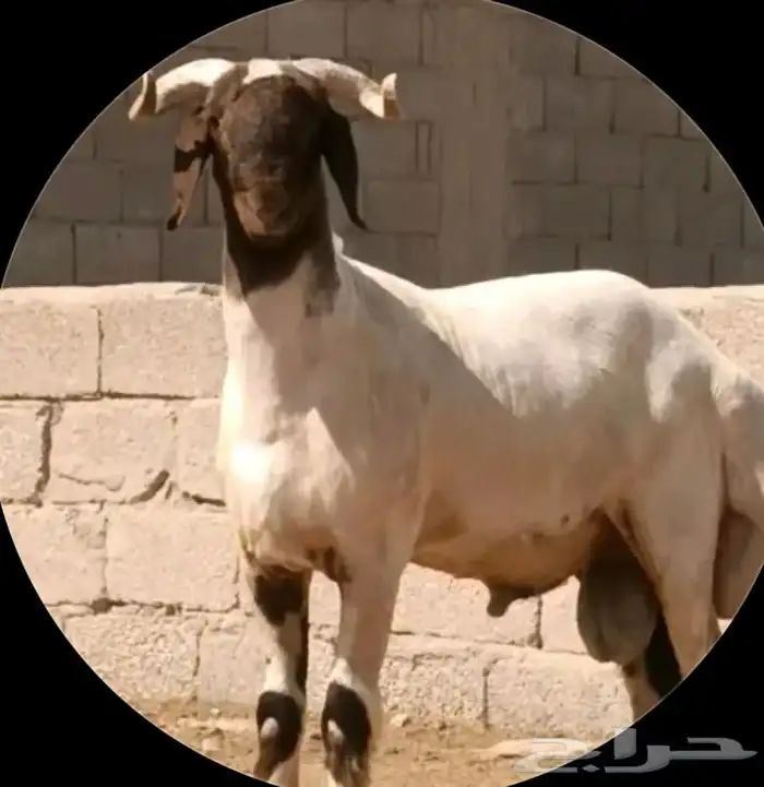 خز صوف 0