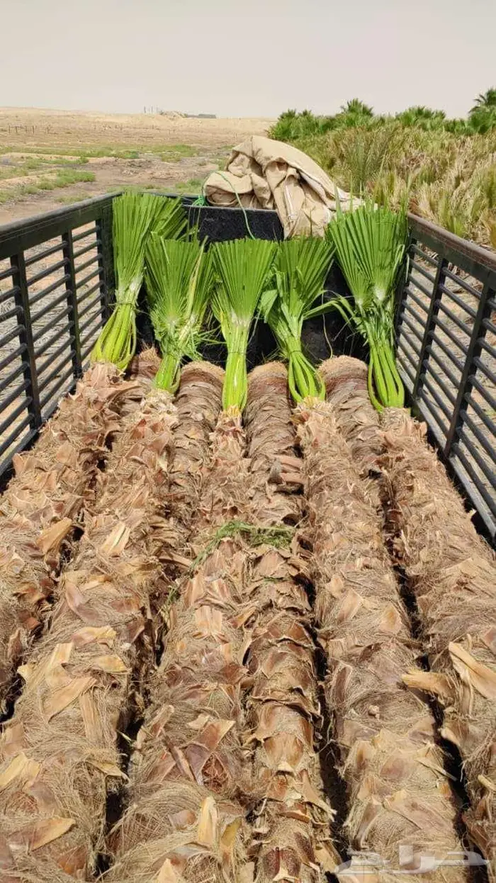 نخل وشنطني واشنطونيا امريكي 4