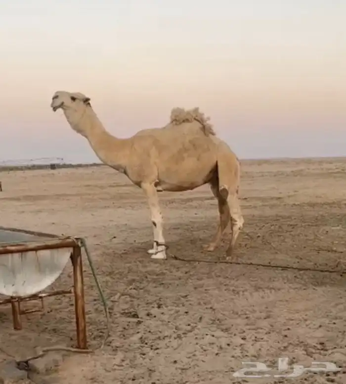 ذود ابل وضح كفو وطيبه واشباب للبيع 15