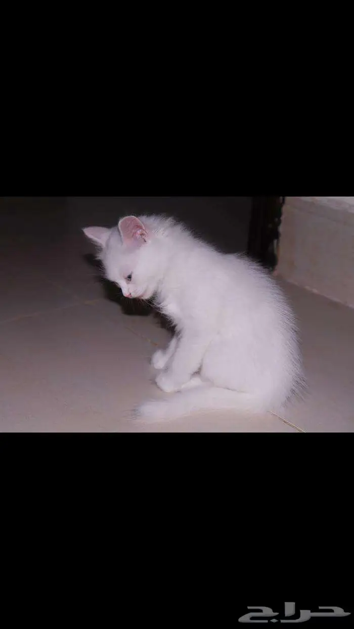 kitten 4sell كيتن للبيع ابيض و عيون زرقاء 13