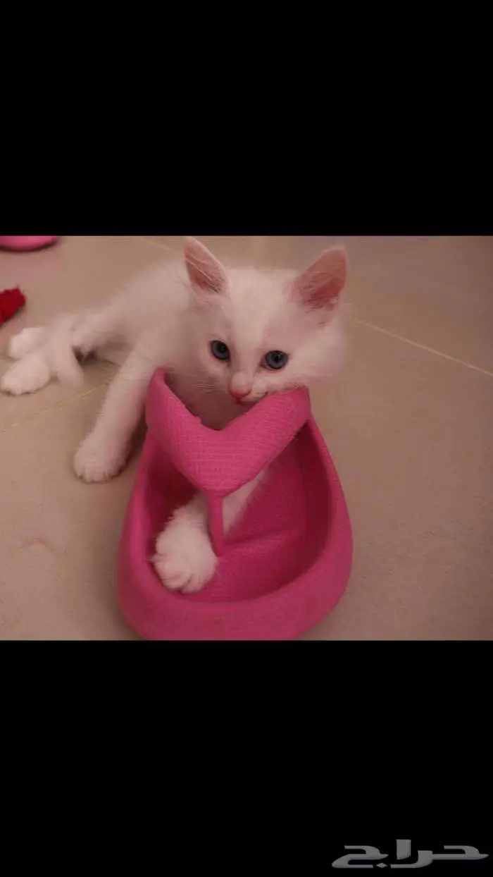 kitten 4sell كيتن للبيع ابيض و عيون زرقاء 5