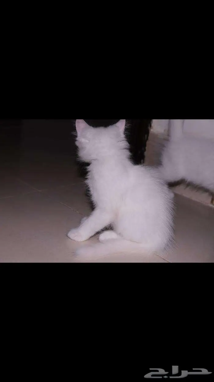 kitten 4sell كيتن للبيع ابيض و عيون زرقاء 14