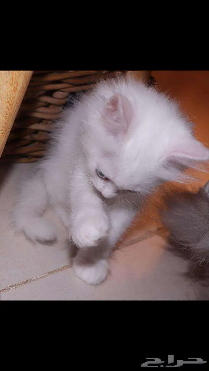 kitten 4sell كيتن للبيع ابيض و عيون زرقاء 10