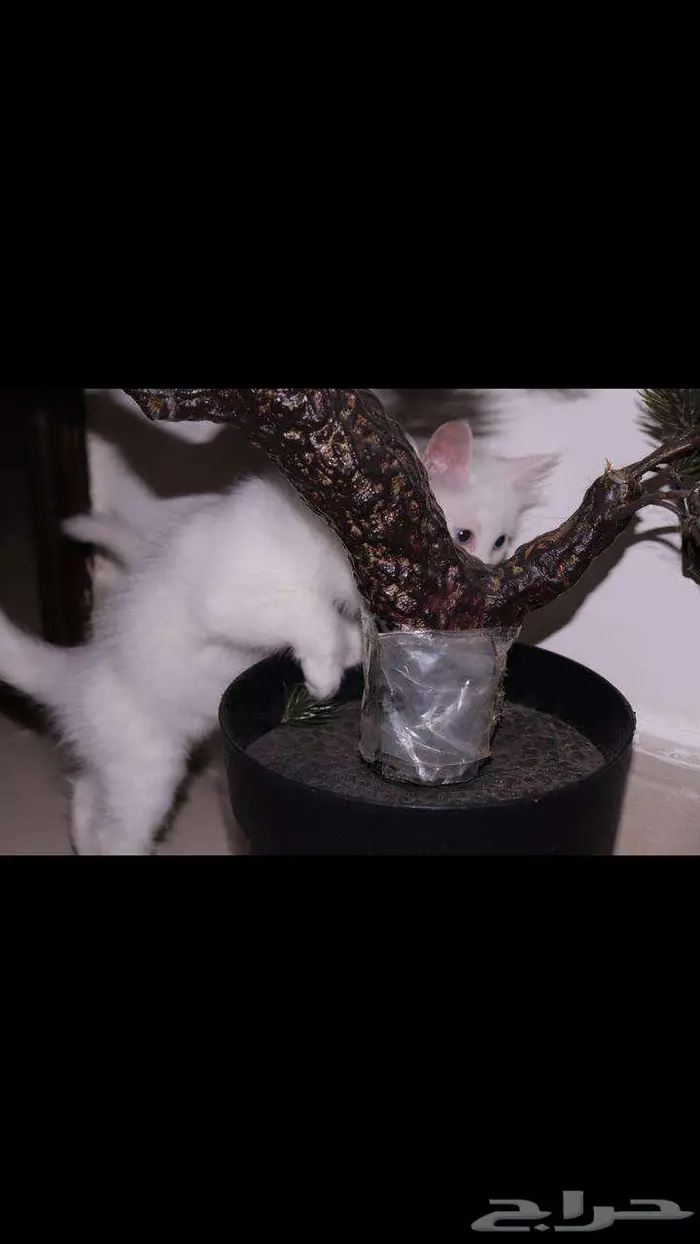 kitten 4sell كيتن للبيع ابيض و عيون زرقاء 12