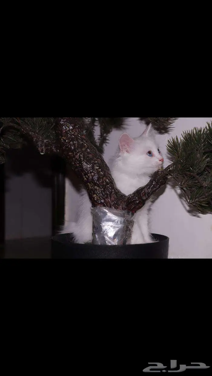 kitten 4sell كيتن للبيع ابيض و عيون زرقاء 8