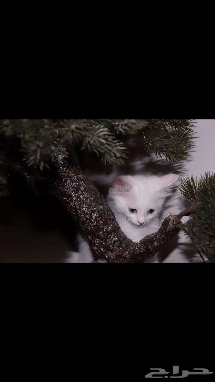 kitten 4sell كيتن للبيع ابيض و عيون زرقاء 6