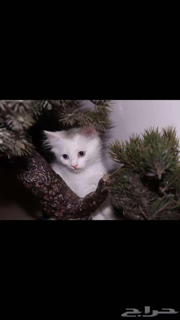 kitten 4sell كيتن للبيع ابيض و عيون زرقاء 7