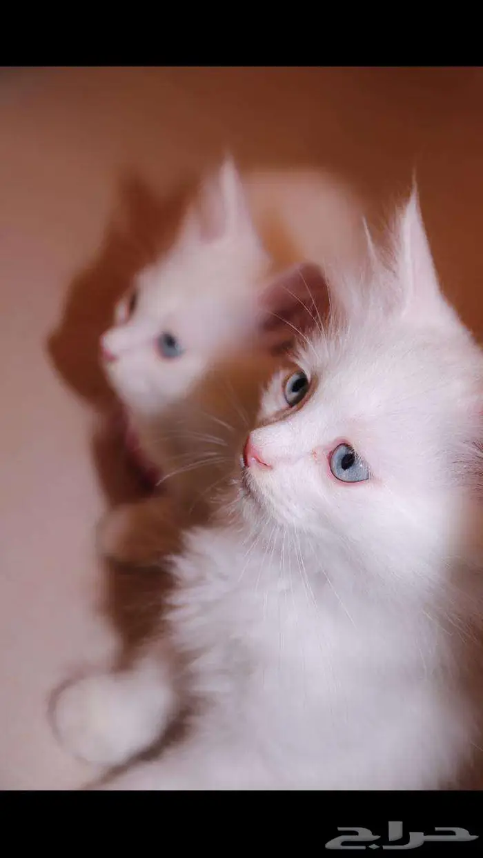 kitten 4sell كيتن للبيع ابيض و عيون زرقاء 15
