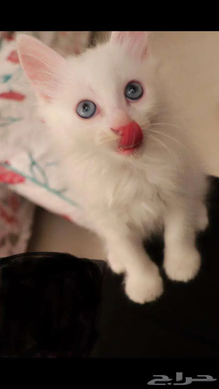 kitten 4sell كيتن للبيع ابيض و عيون زرقاء 23