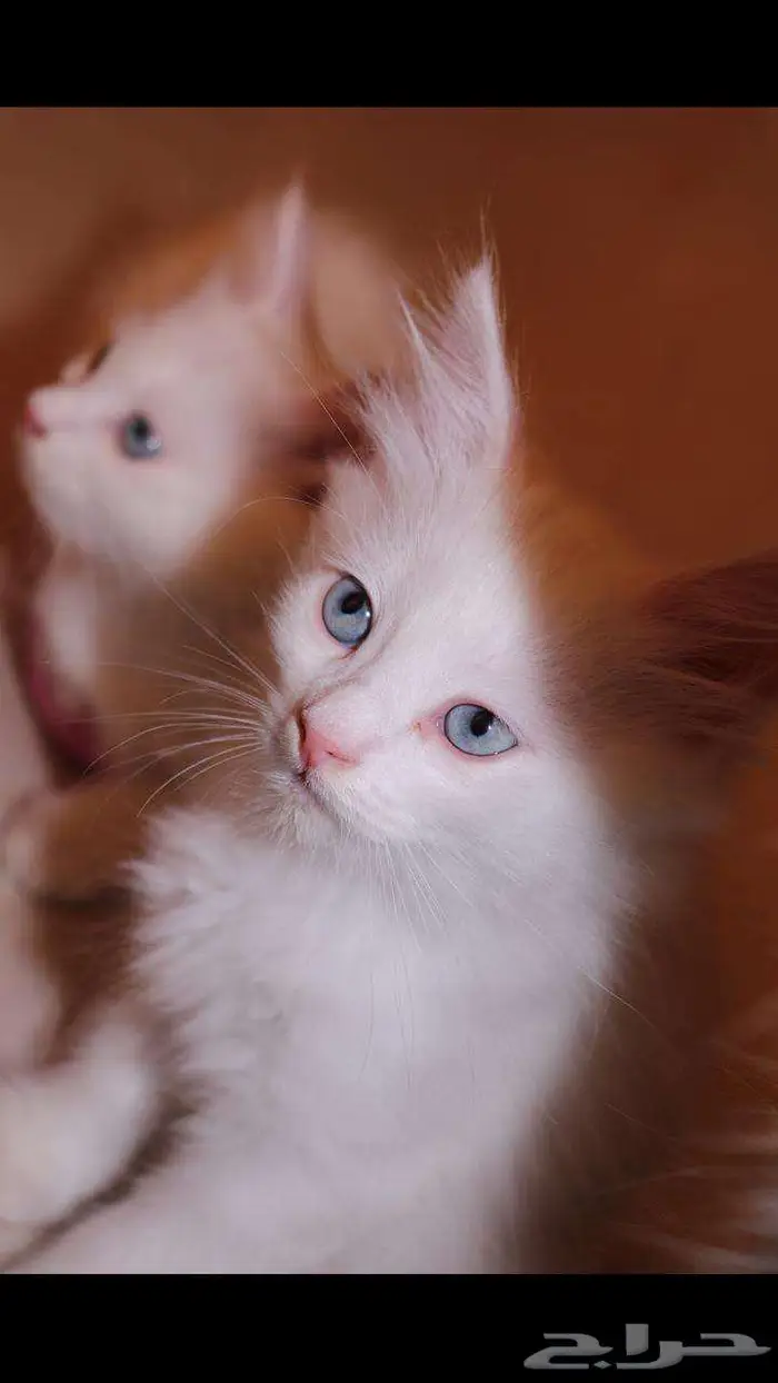 kitten 4sell كيتن للبيع ابيض و عيون زرقاء 0