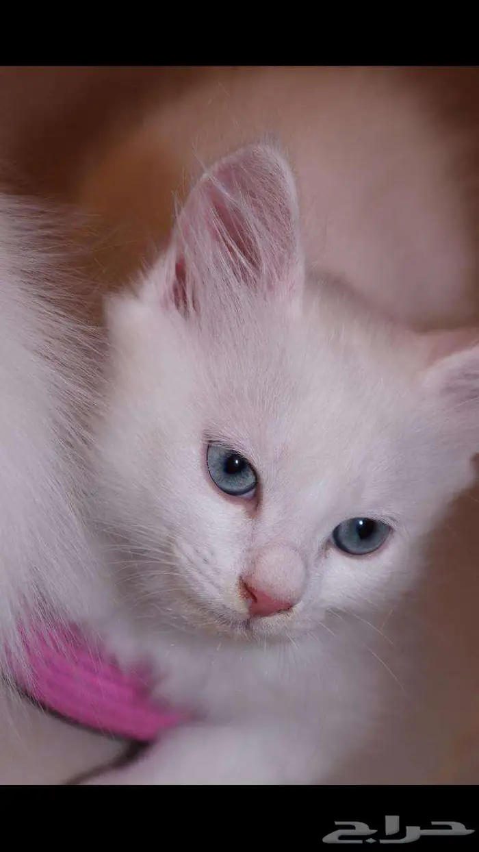 kitten 4sell كيتن للبيع ابيض و عيون زرقاء 17