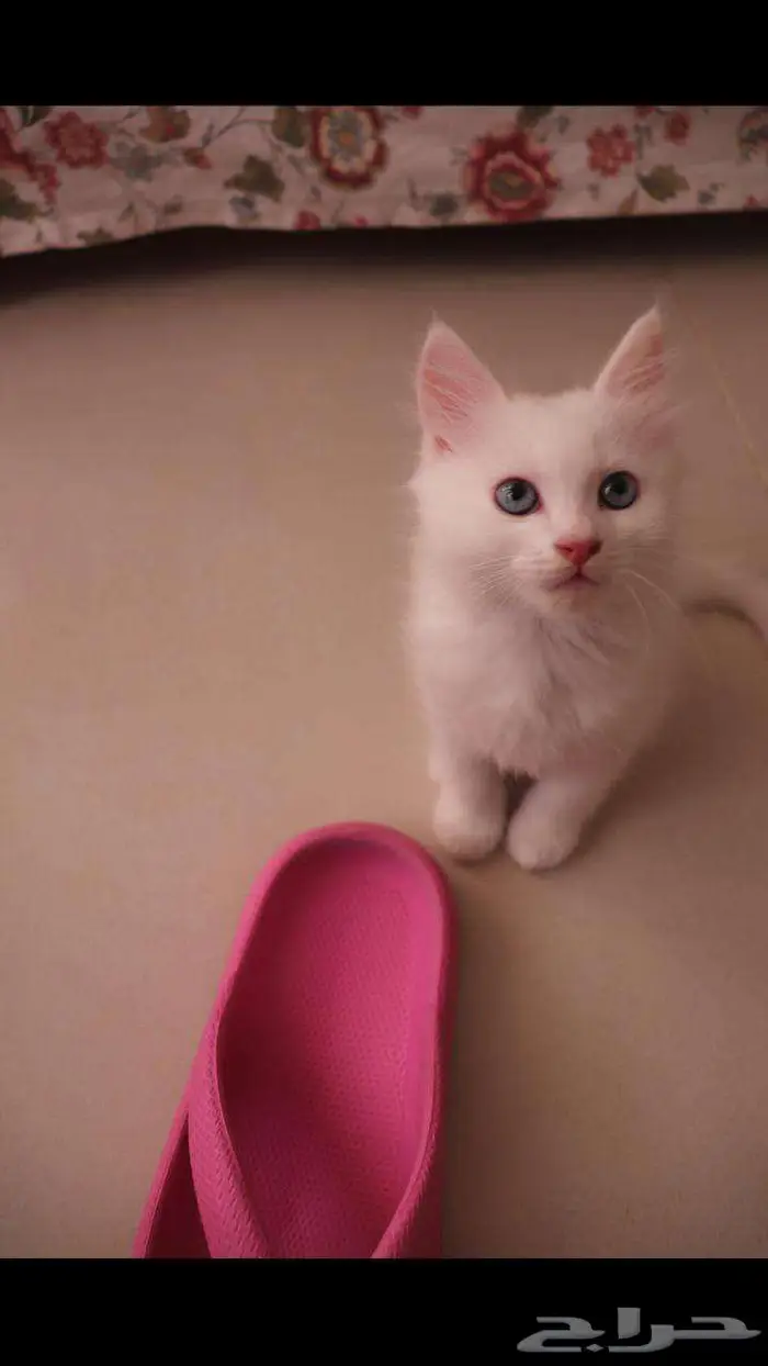 kitten 4sell كيتن للبيع ابيض و عيون زرقاء 27