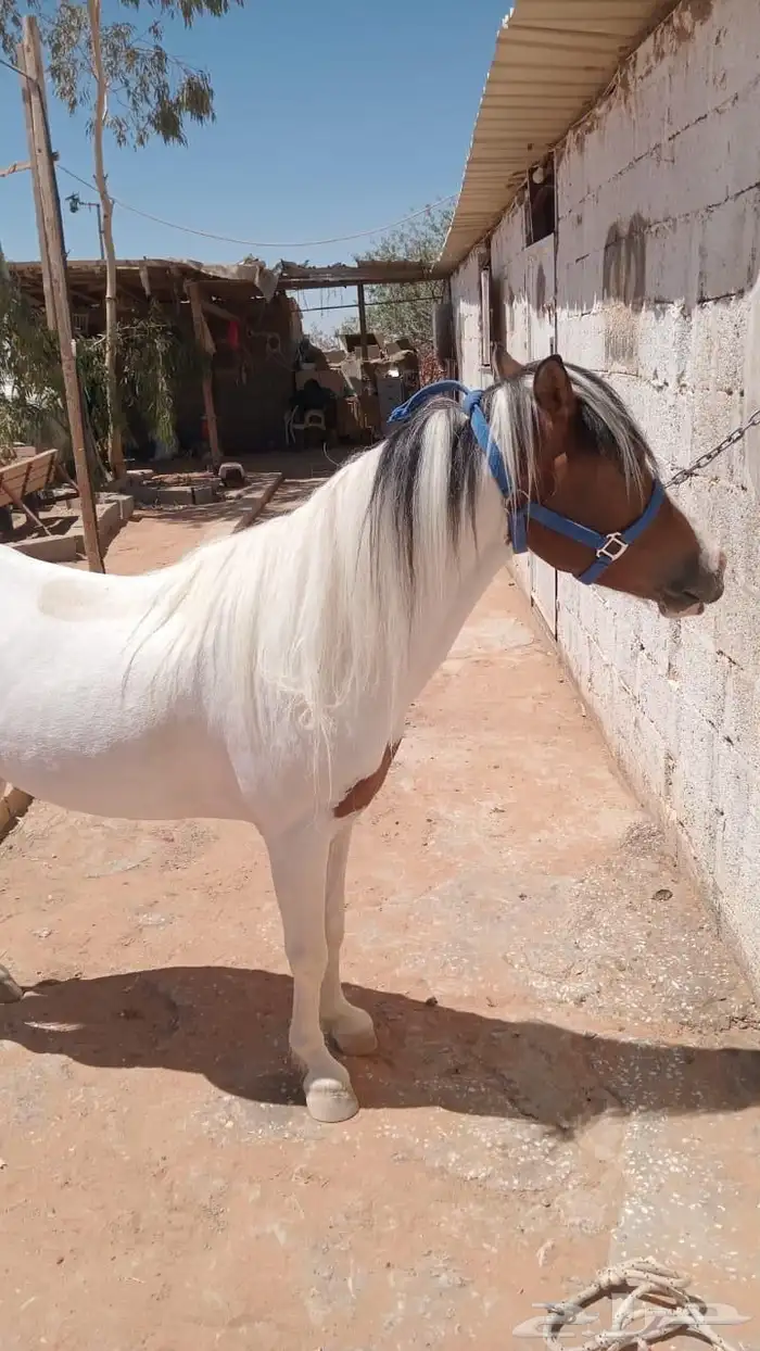 بوني معسوف 1