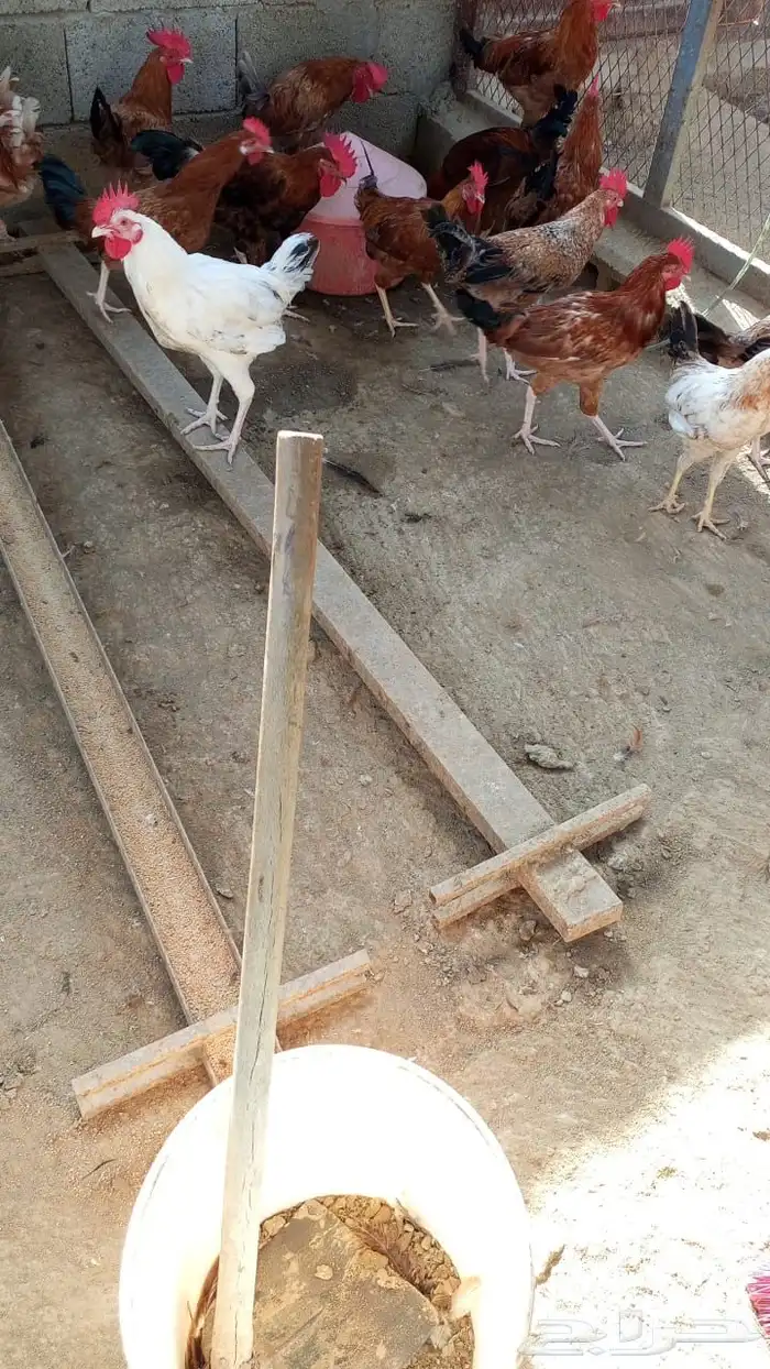 ديوك بلديه نضيفه وسمينه للذبح والتربيه 6