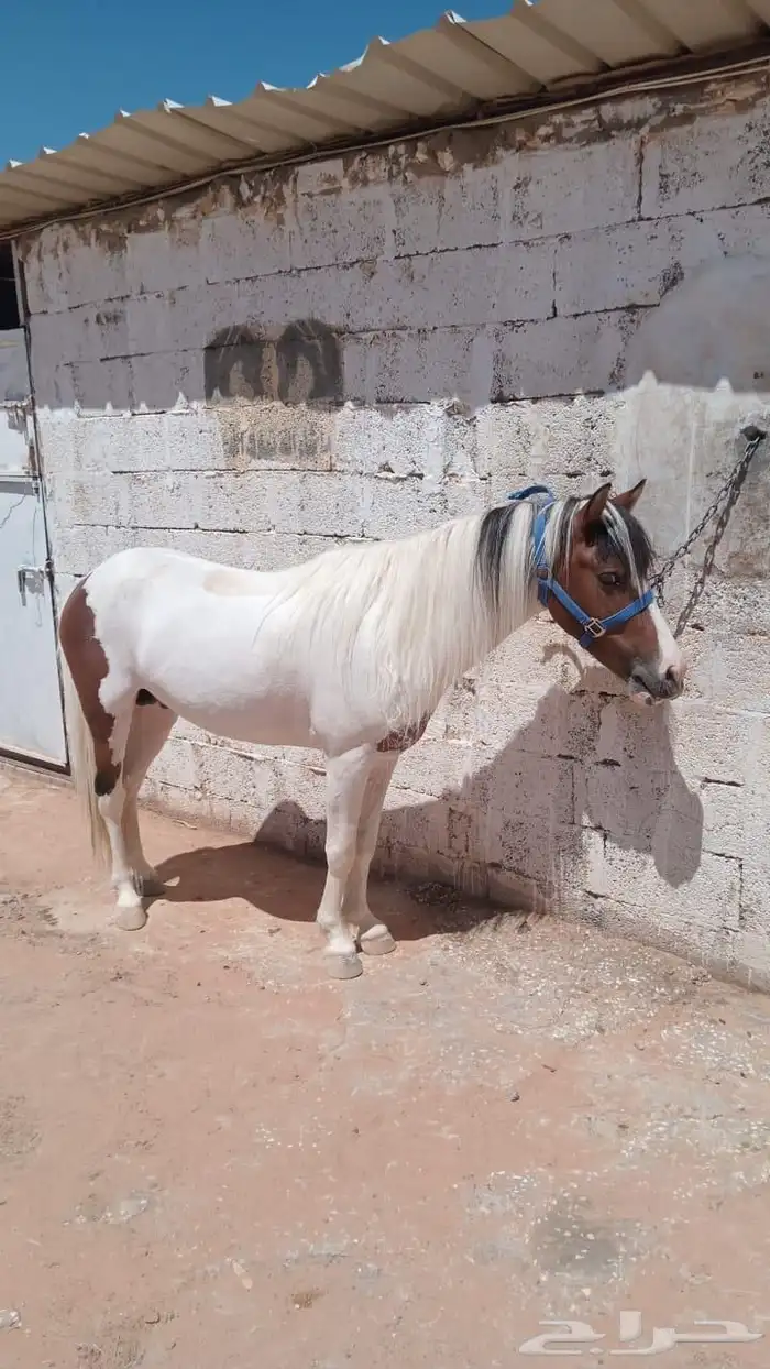 بوني معسوف 0