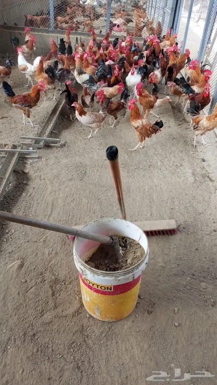 ديوك بلديه نضيفه وسمينه للذبح والتربيه 3