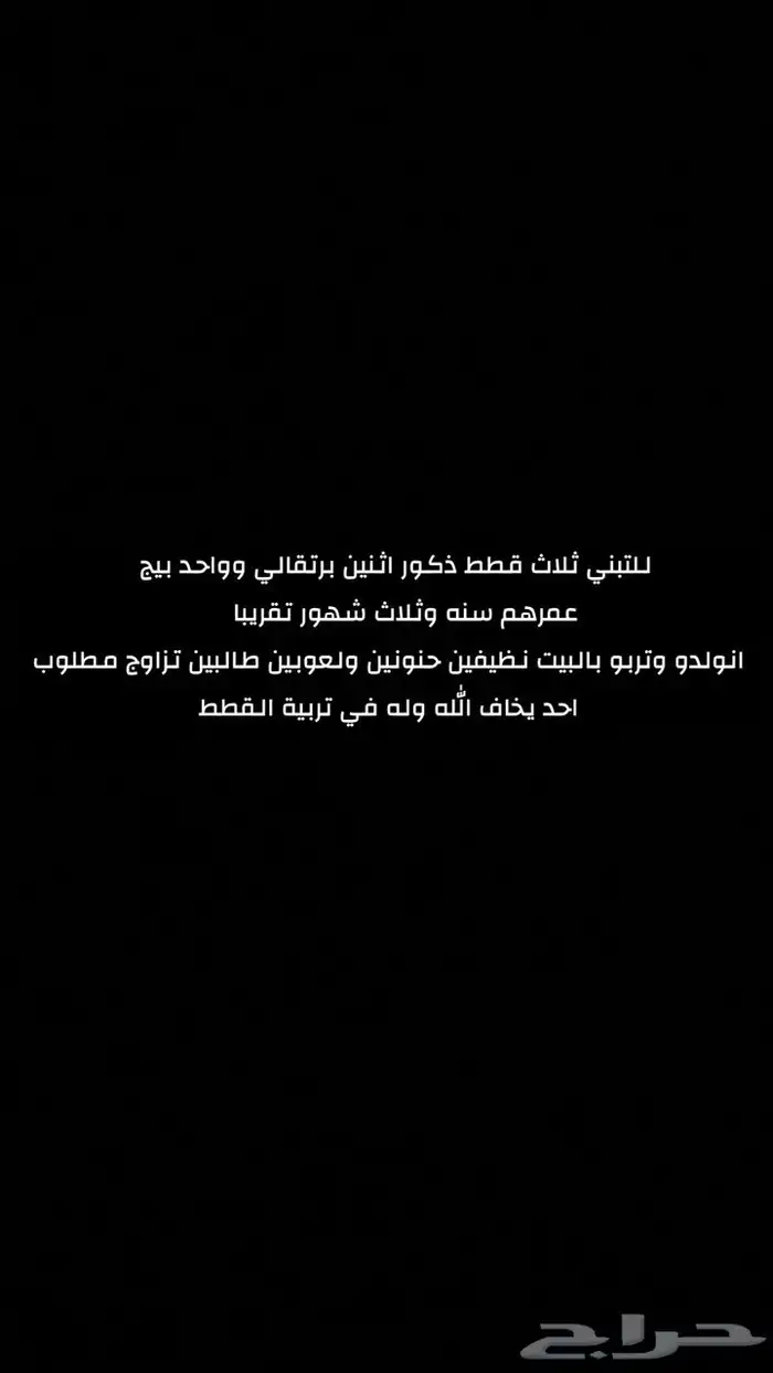 للتبني قطط ذكور طالبين تزاوج 8