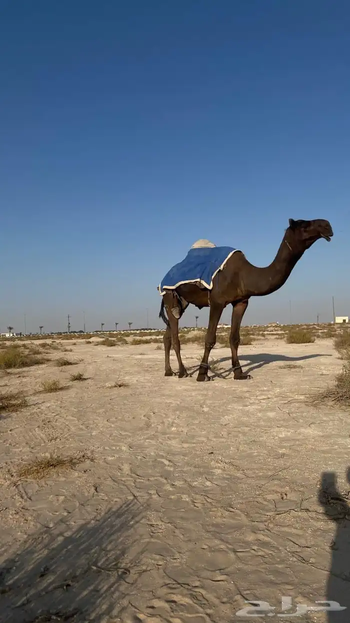 فحل طيب على بعير حجاب بن حنزاب 0