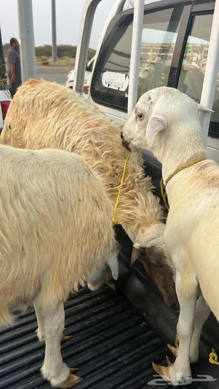 خرفان الدرب 1