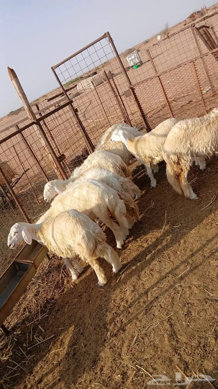 بهم رخال حريه جروم وشعره عينك ميزانك 0