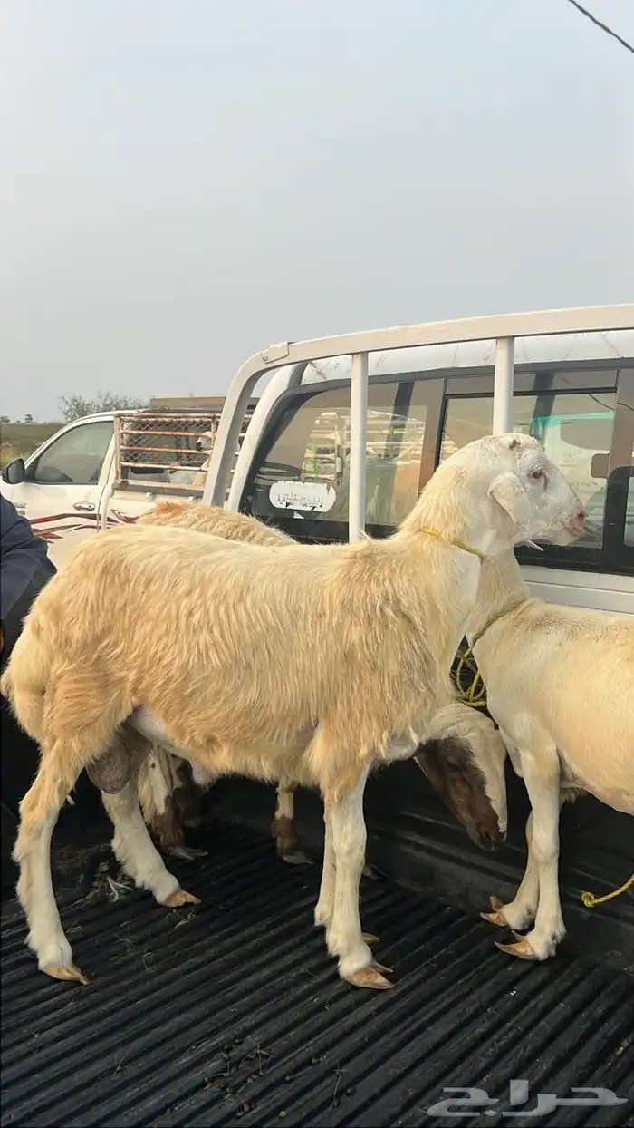 خرفان الدرب 0