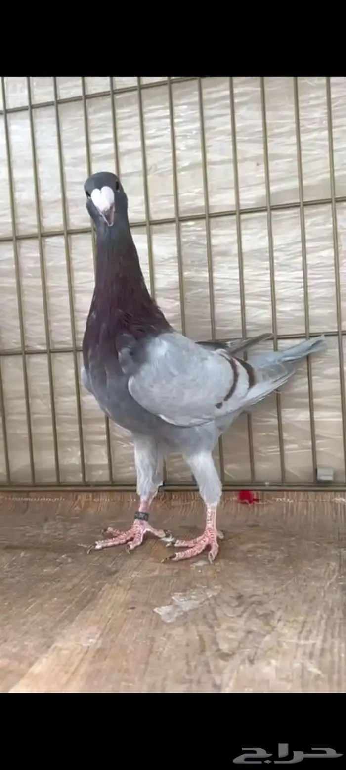بيوتي هومر 0