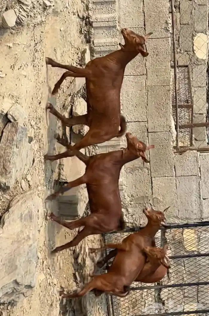جفار دهم صنف ماشاء الله تم البيع 1