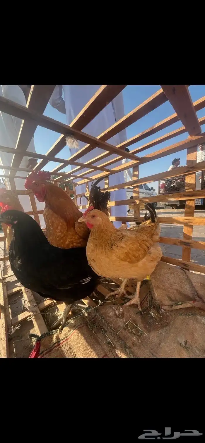 اسلام عليكم للبيع دجاج تركي منتج عندي بياض شرط 0