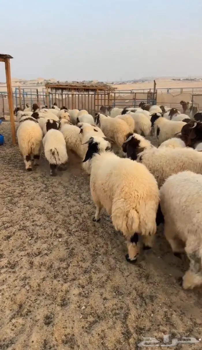 دبايح ناهية تجملك 2