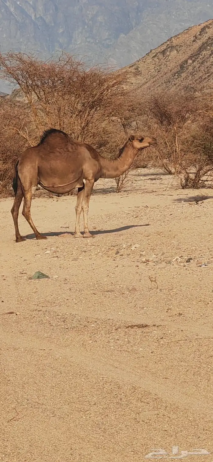 ناقه البيع 2