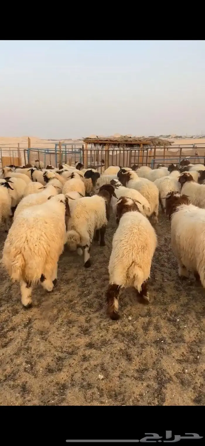 دبايح ناهية تجملك 3
