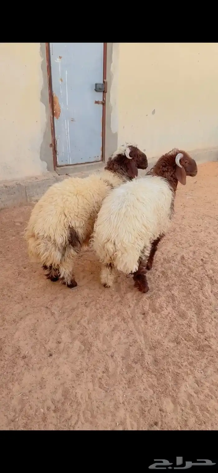 طليان نعيم الرياض حي الشفاء أي مكان نوصل في ذبح باقي اثنين 1