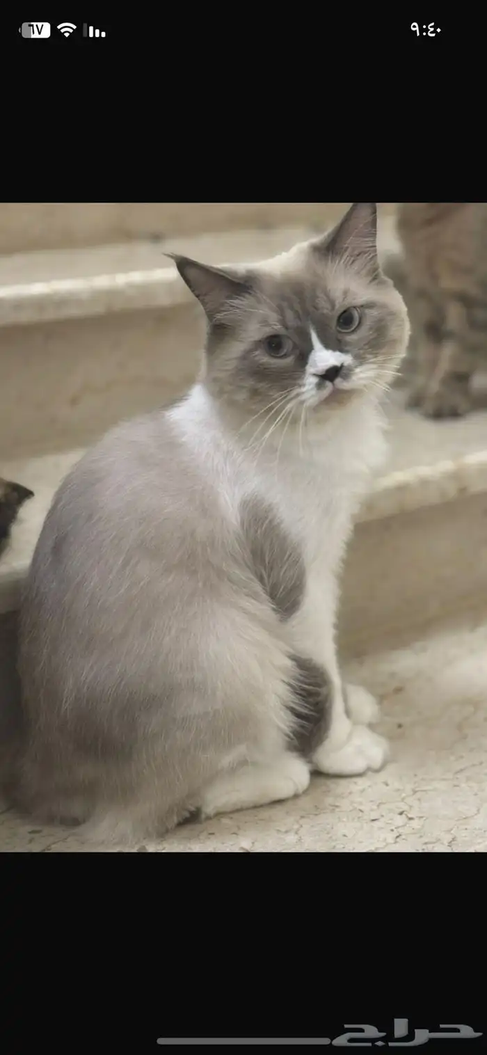قط هيمالايا جميله جدااا 1