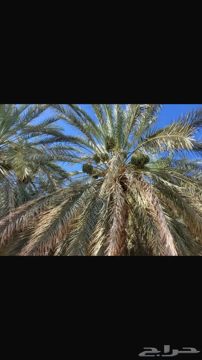 مزرعة للبيع 5